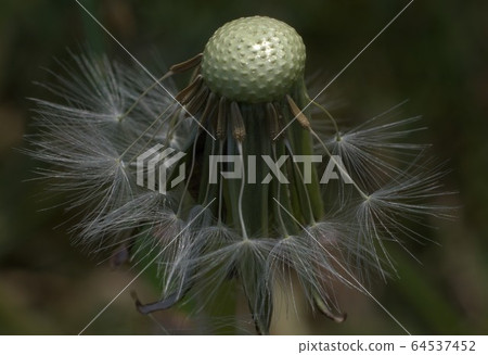 Close up of bald dandelion head with some seeds 64537452