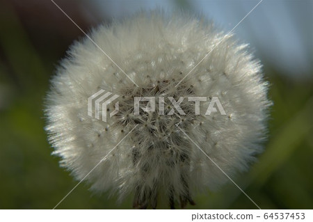 Dandelion showing full head of seeds on sunny day 64537453