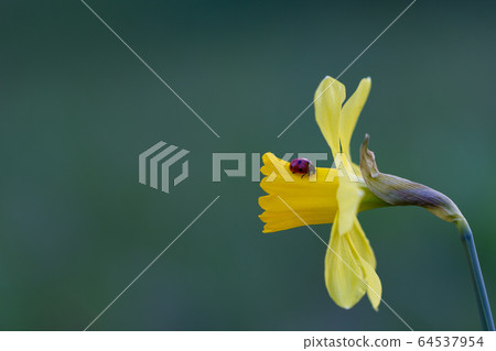 One yellow narcissus with red ladybug isolated with copy space One yellow narcissus with red ladybug isolated with copy space 64537954
