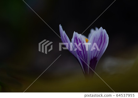 Close up crocus isolated on dark background Close up crocus isolated on dark background 64537955