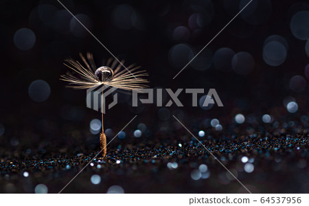 Water drop on dandelion seed abstract with bokeh, copy space Water drop on dandelion seed abstract with bokeh, copy space 64537956