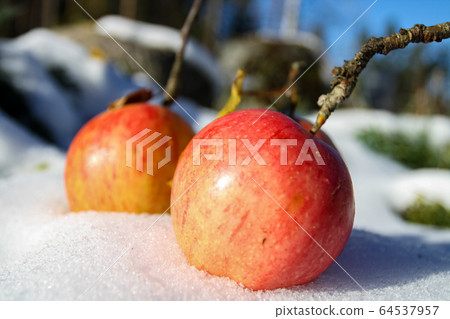 Two red apples on the snow in a sunny day, selective focus Two red apples on the snow in a sunny day, selective focus 64537957