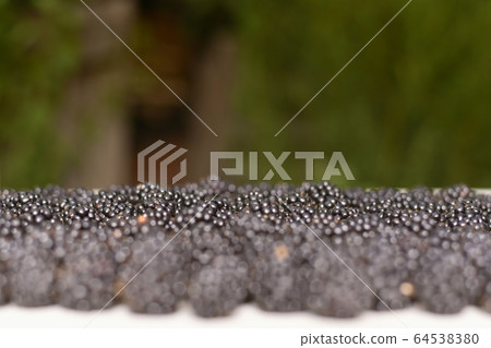 The background of the blackberries line in The background of the blackberries line in 64538380