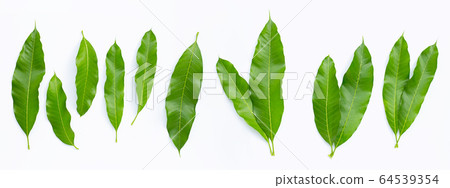 Mango leaves on white background. Mango leaves on white background. 64539354