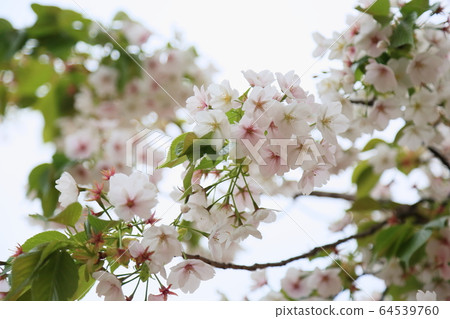 Double cherry blossoms 64539760