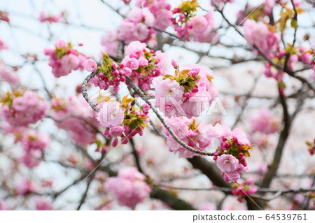 Double cherry blossoms 64539761