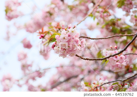 Double cherry blossoms 64539762