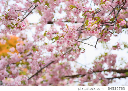 Double cherry blossoms 64539763