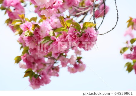 Double cherry blossoms 64539961