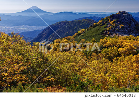 Mt. Fuji and yellow leaves of Betula birch in the Southern Alps, Phoenix Sanzan, Yakushidake 64540018