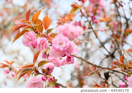 雙櫻花 64540170