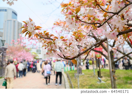 雙櫻花 雙櫻花 64540171