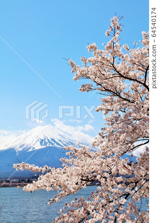 日本的春天富士和櫻花 64540174
