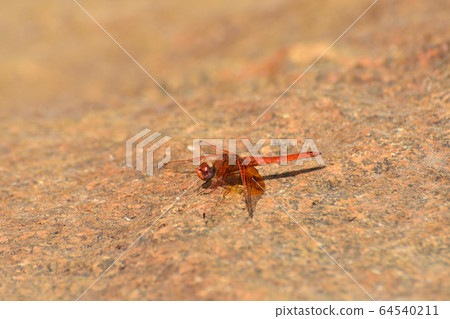Red Russet Dropwing Dragonfly On Stone (Trithemis pluvialis) 64540211