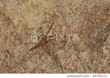 Female Broad Scarlet Dragonfly On Stone (Crocothemis erythraea) Female Broad Scarlet Dragonfly On Stone (Crocothemis erythraea) 64540212