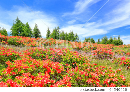 黃芪杜鵑花綻放三原 黃芪杜鵑花綻放三原 64540426