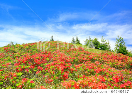 黃芪杜鵑花綻放三原 黃芪杜鵑花綻放三原 64540427