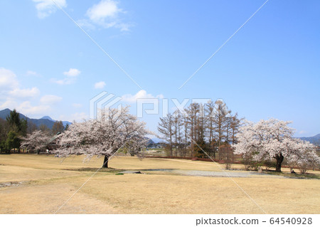 春天的Azumino Chihiro公園 春天的Azumino Chihiro公園 64540928