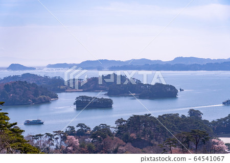 Matsushima Town, Miyagi Prefecture, cherry blossoms in full bloom, Matsushima Bay in spring, sightseeing boat Matsushima Town, Miyagi Prefecture, cherry blossoms in full bloom, Matsushima Bay in spring, sightseeing boat 64541067