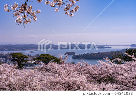 宮城縣松島町,盛開的櫻花,春天回來的松公園,春天的松島灣 宮城縣松島町,盛開的櫻花,春天回來的松公園,春天的松島灣 64541088
