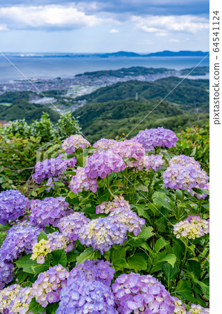 三河灣初夏的山根繡球山愛知縣景色 三河灣初夏的山根繡球山愛知縣景色 64541124