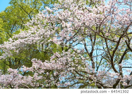 Sakura in Miyazaki Prefectural Cultural Park 64541302