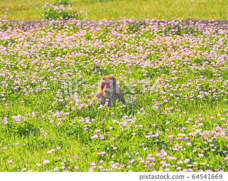 猿在黃芪田 猿在黃芪田 64541669