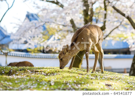 Deer and cherry blossoms in full bloom at Nara Park 64541877