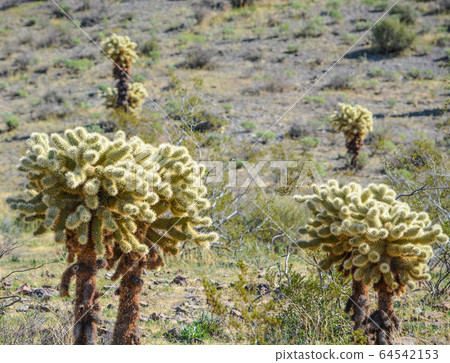 Teddy Bear Cholla Opuntia Bigelovii, at the Black Mountain Range of Mohave County in the Sonoran Desert, Arizona USA 64542153