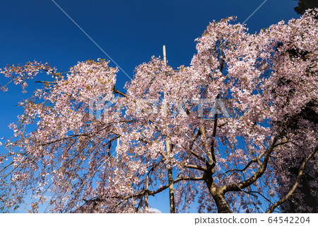 Weeping cherry tree at Okuboji Temple (Sanuki City, Kagawa Prefecture) Weeping cherry tree at Okuboji Temple (Sanuki City, Kagawa Prefecture) 64542204