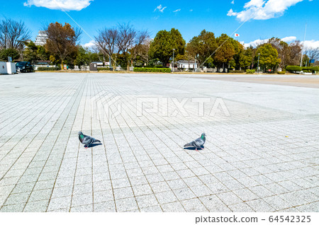 Pigeons in the square Pigeons in the square 64542325