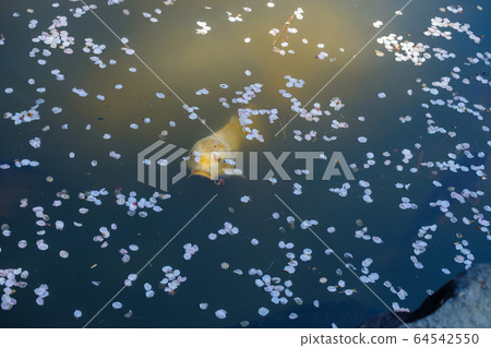 Cherry blossom petals and carp in the pond 64542550