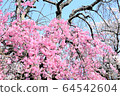 櫻花 64542604