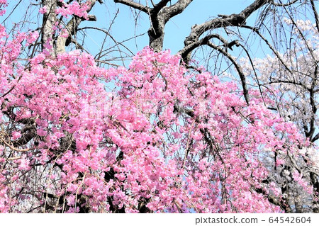 Cherry Blossoms   64542604