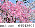 櫻花 64542605