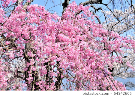 Cherry Blossoms   64542605