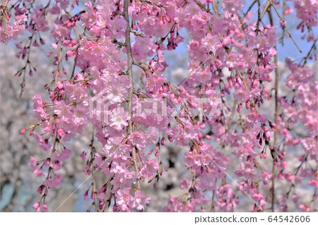 Cherry Blossoms   64542606