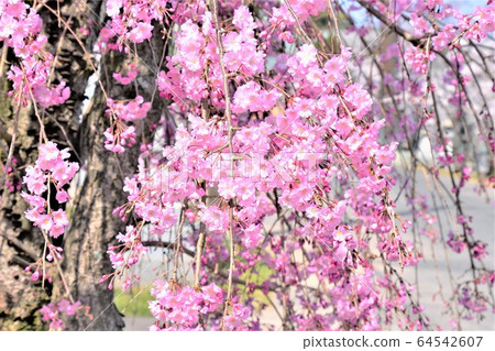 Cherry Blossoms   64542607