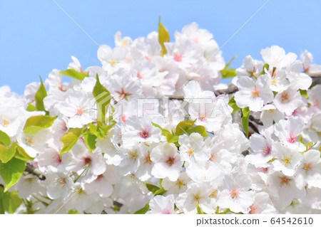 Cherry Blossoms   64542610