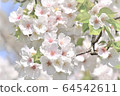 櫻花 64542611