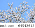 櫻花 64542612