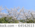 櫻花 64542613