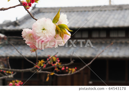 雙櫻花 64543178