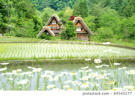 Shirakawago of early summer Shirakawago of early summer 64543277