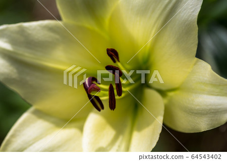 Lily flowers blooming dignifiedly 64543402