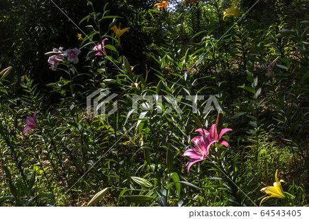Lily flowers blooming dignifiedly Lily flowers blooming dignifiedly 64543405
