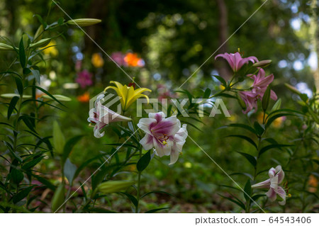 Lily flowers blooming dignifiedly Lily flowers blooming dignifiedly 64543406