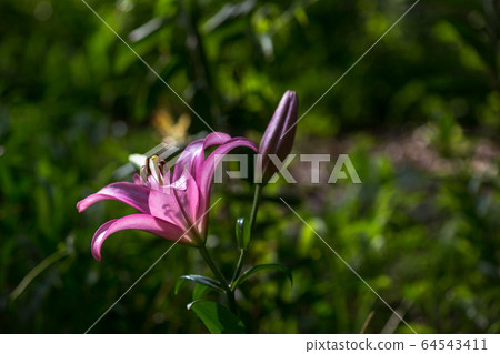 百合鮮花莊嚴地盛開 百合鮮花莊嚴地盛開 64543411