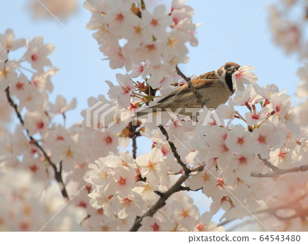 櫻花和麻雀 櫻花和麻雀 64543480