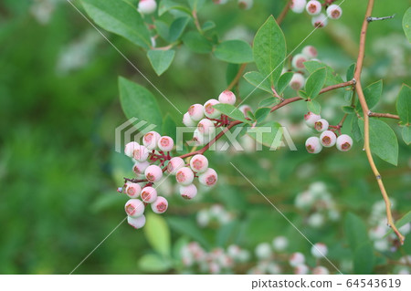 藍莓水果色粉紅色 藍莓水果色粉紅色 64543619